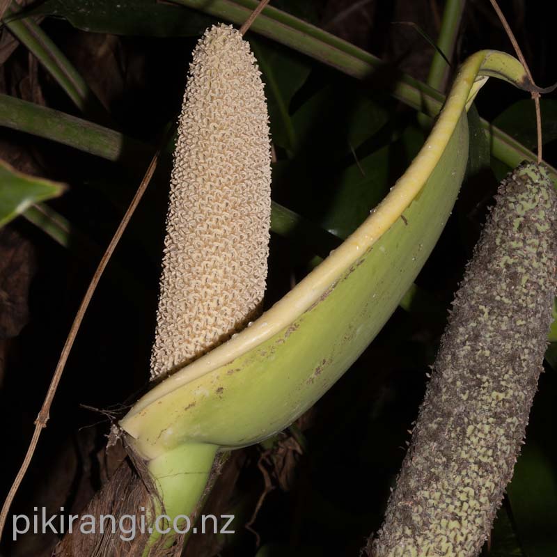 Monstera deliciosa (Swiss Cheese Plant)