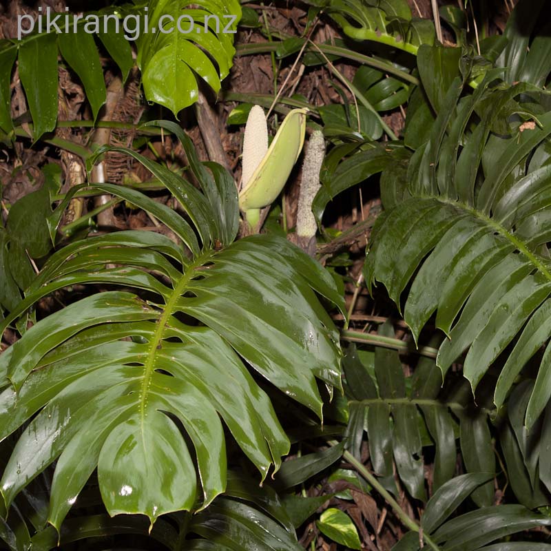 Monstera deliciosa (Swiss Cheese Plant)