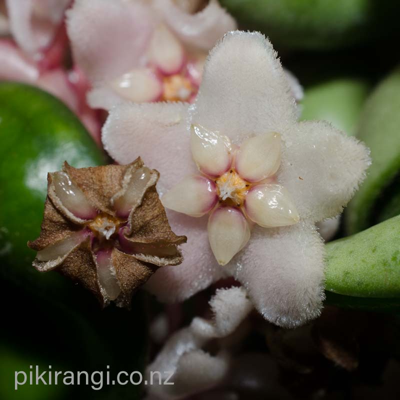 Hoya carnosa 'Hindu Rope' (Porcelain Flower)