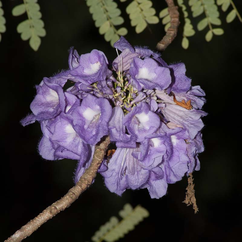 Jacaranda mimosifolia (Blue Jacaranda)