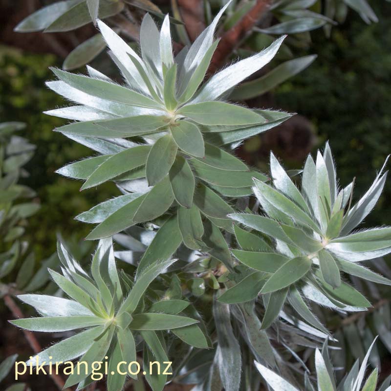 Leucadendron argenteum (Silver Tree)