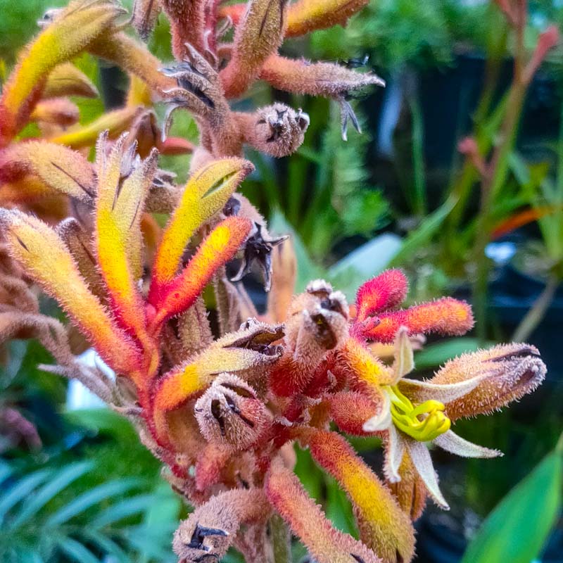 Anigozanthos flavidus 'Regal Velvet' (Kangaroo Paw)