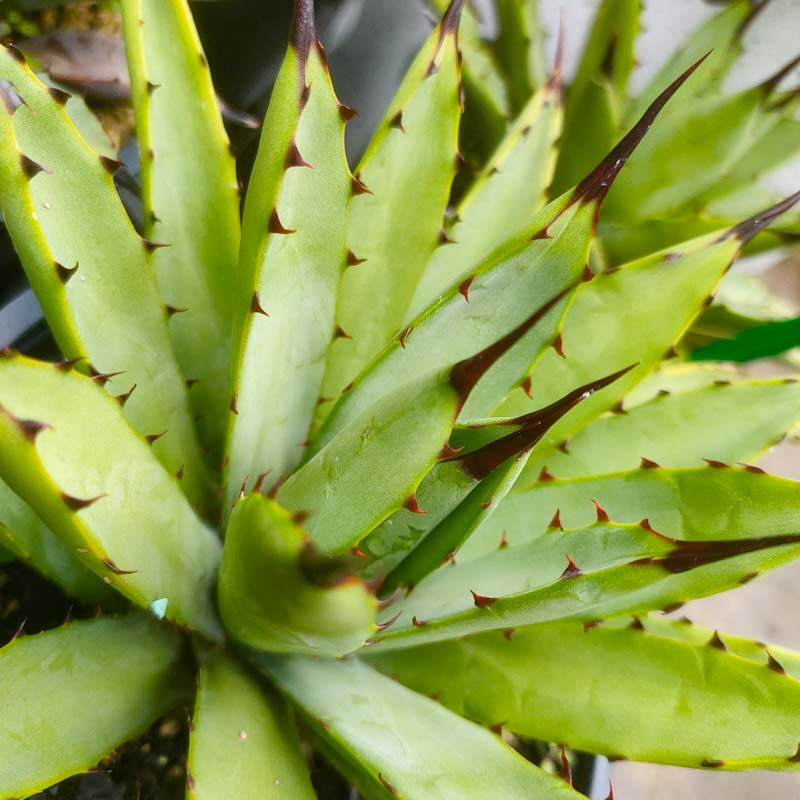 Agave macroacantha (Black-spined Agave)