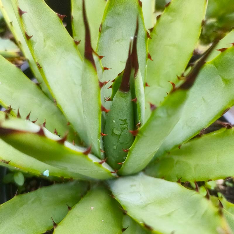 Agave macroacantha (Black-spined Agave)