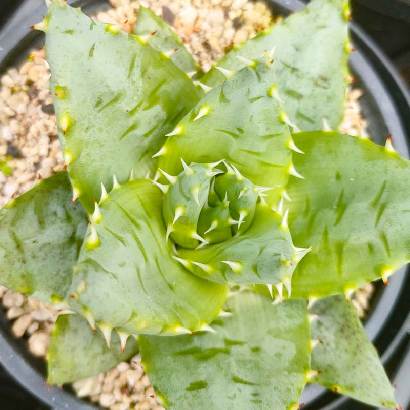 Aloe peglerae (Fez Aloe)