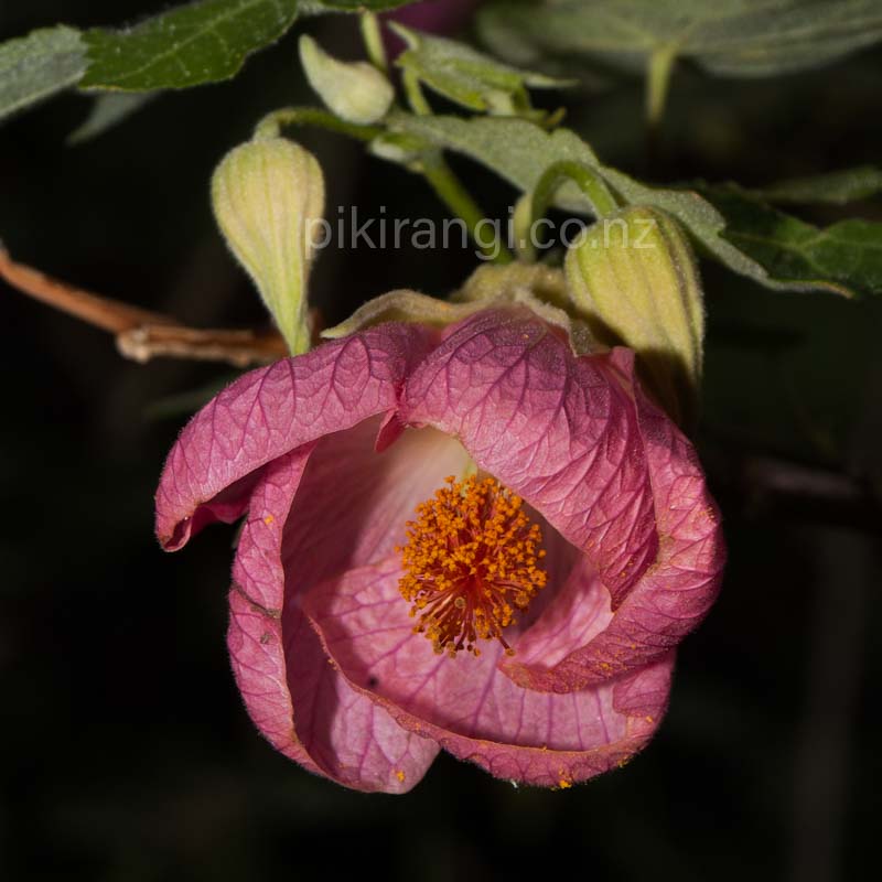 Abutilon x hybridum 'Hot Pink' (Chinese Lanterns)