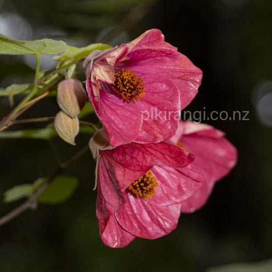 Abutilon x hybridum 'Hot Pink' (Chinese Lanterns)