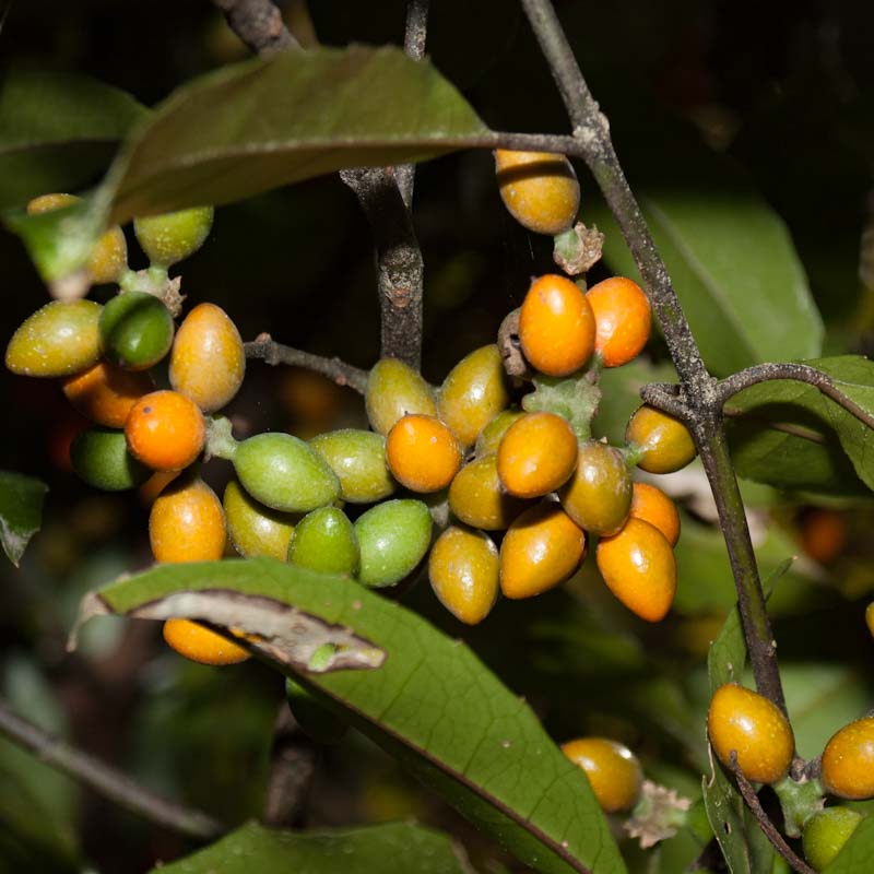 Corynocarpus laevigatus (Karaka, New Zealand Laurel)