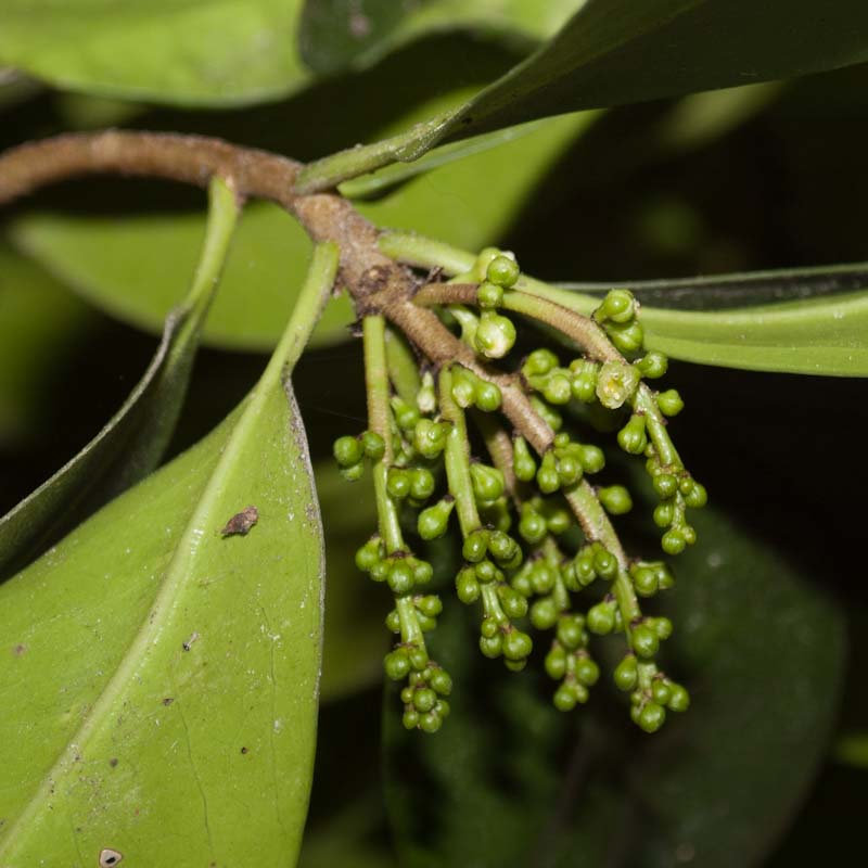 Corynocarpus laevigatus (Karaka, New Zealand Laurel)