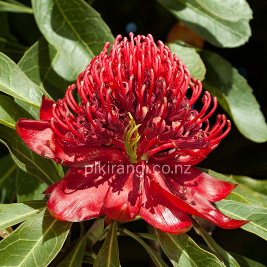 Telopea speciosissima 'Dawn Fire' (Waratah)