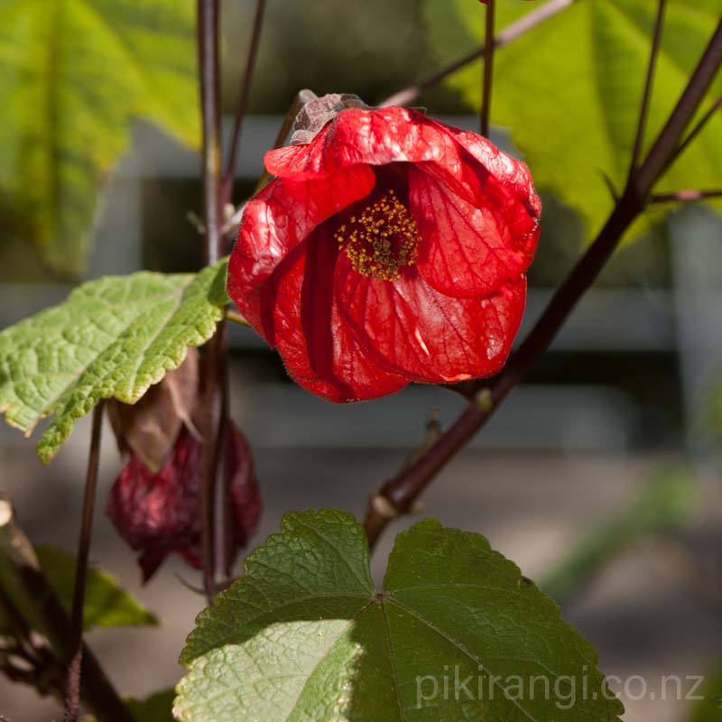 Abutilon x hybridum 'Red' (Chinese Lanterns)