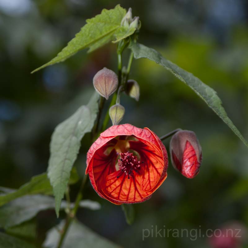 Abutilon x hybridum 'Red' (Chinese Lanterns)