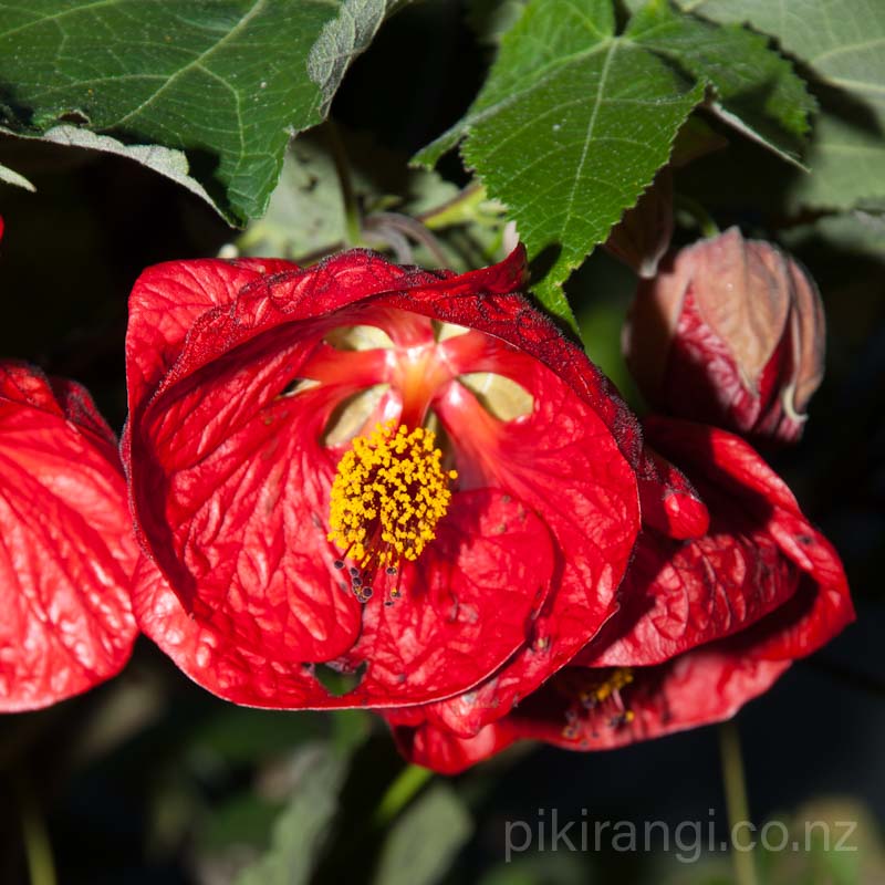 Abutilon x hybridum 'Red' (Chinese Lanterns)