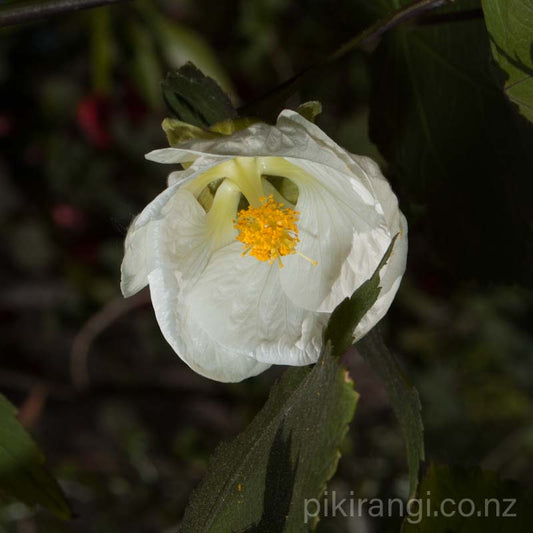 Abutilon x hybridum 'White' (Chinese Lanterns)