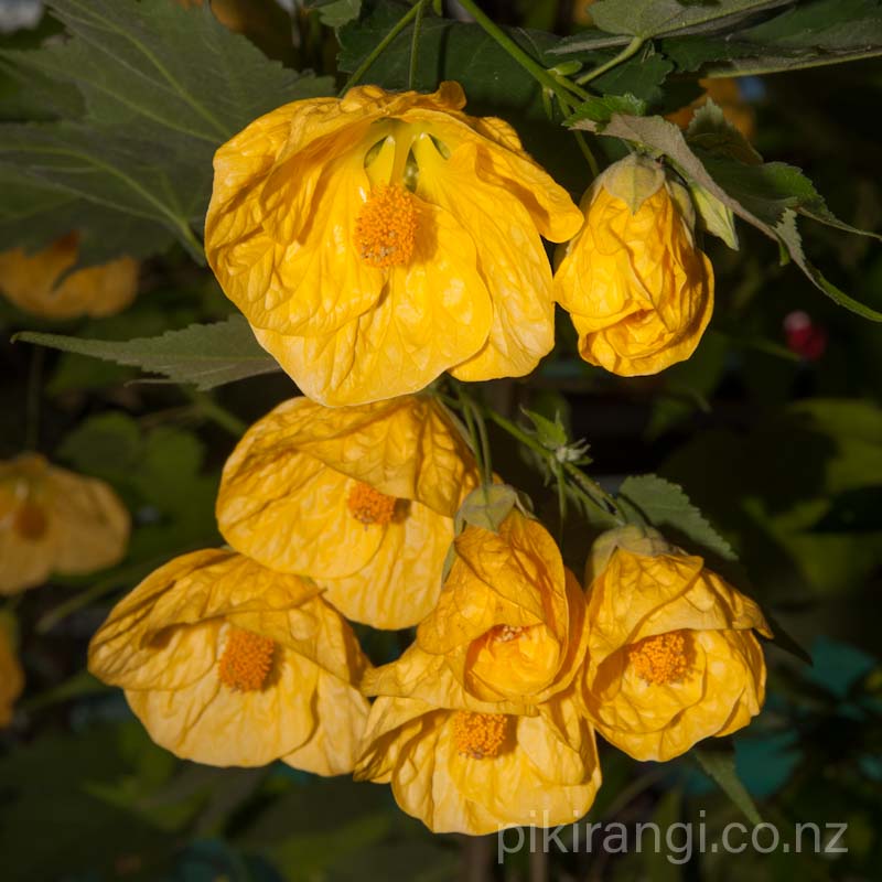 Abutilon x hybridum 'Primrose Yellow' (Chinese Lanterns)