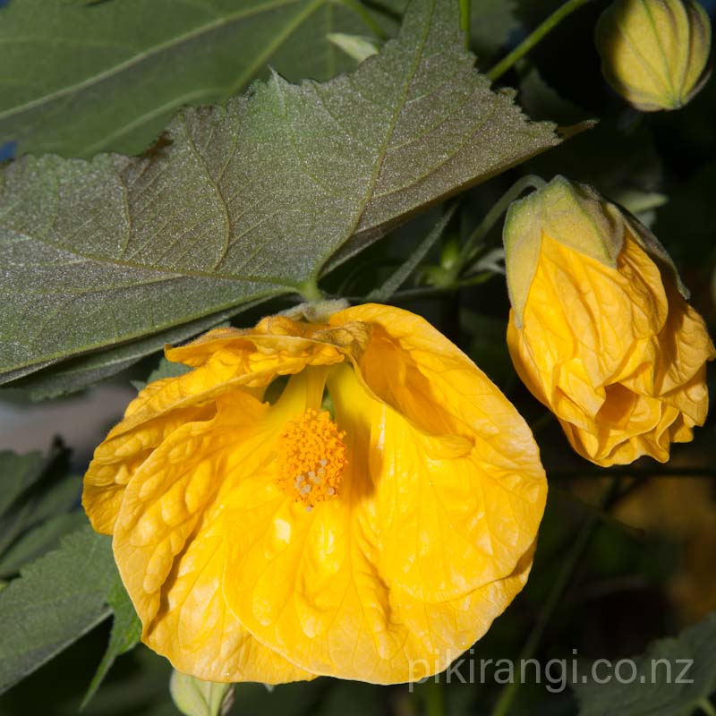 Abutilon x hybridum 'Primrose Yellow' (Chinese Lanterns)