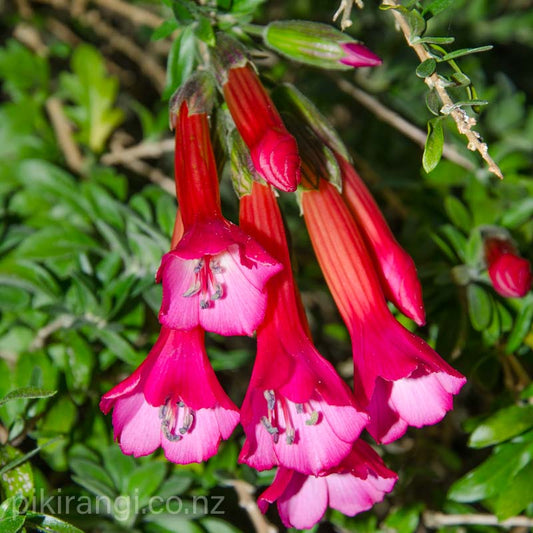 Cantua buxifolia (Flower of the Incas)