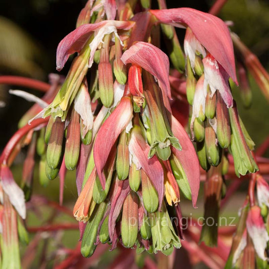 Beschorneria yuccoides (Mexican Lily)