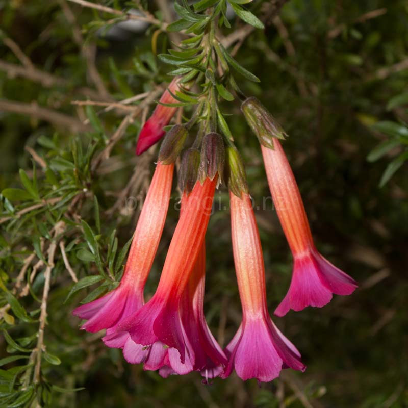 Cantua buxifolia (Flower of the Incas)