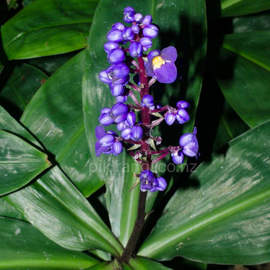 Dichorisandra thyrsiflora (Blue Ginger)