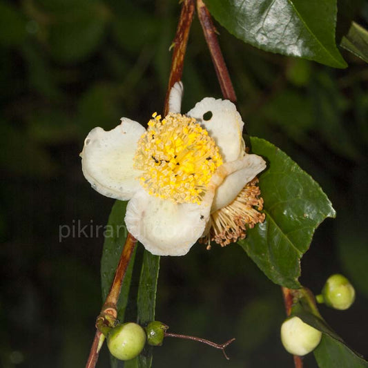 Camellia sinensis (Tea Plant)