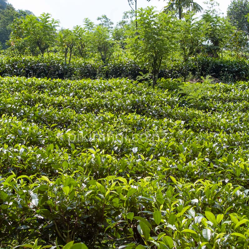 Camellia sinensis (Tea Plant)