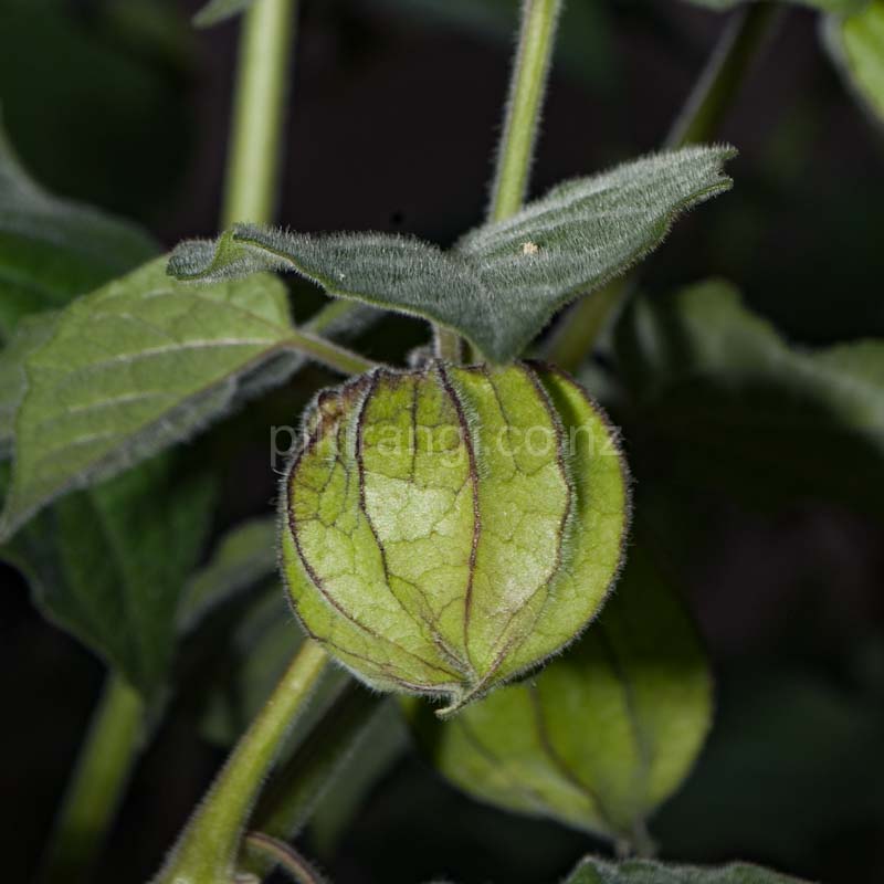 Physalis peruviana (Cape Gooseberry)