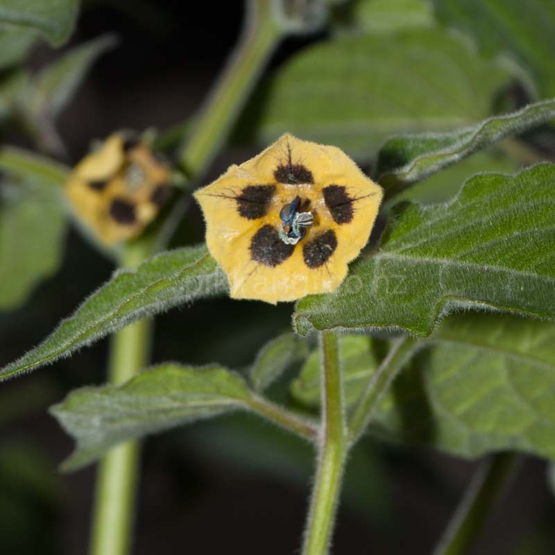 Physalis peruviana (Cape Gooseberry)