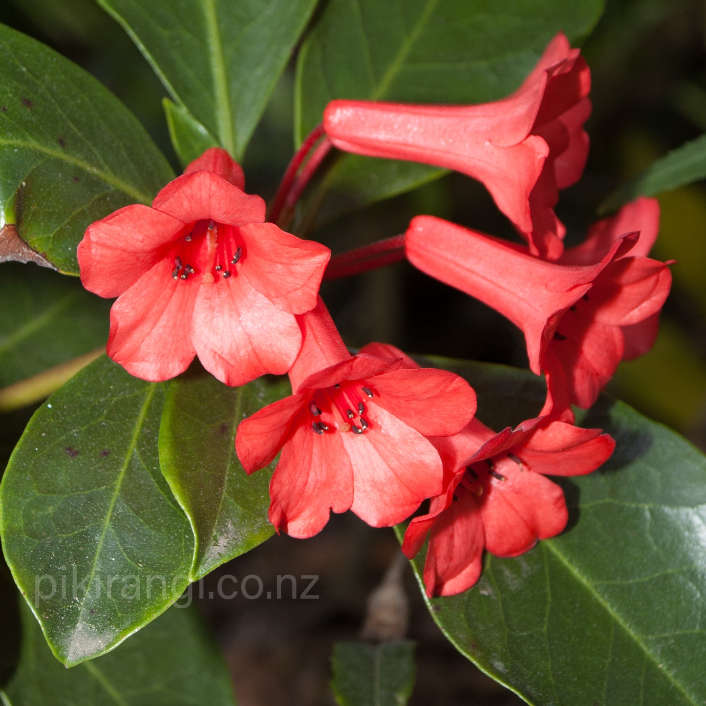 Rhododendron 'Saxon Glow' (Vireya)