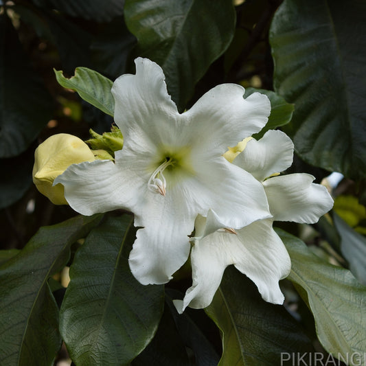 Beaumontia grandiflora (Herald's Trumpet)