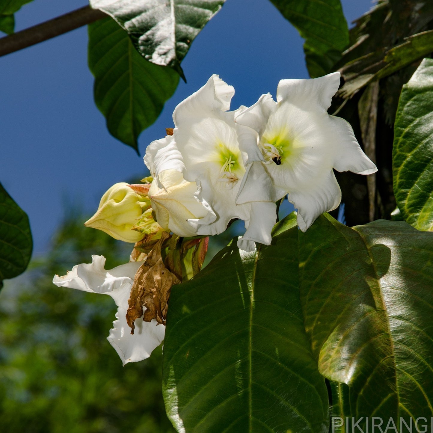 Beaumontia grandiflora (Herald's Trumpet)