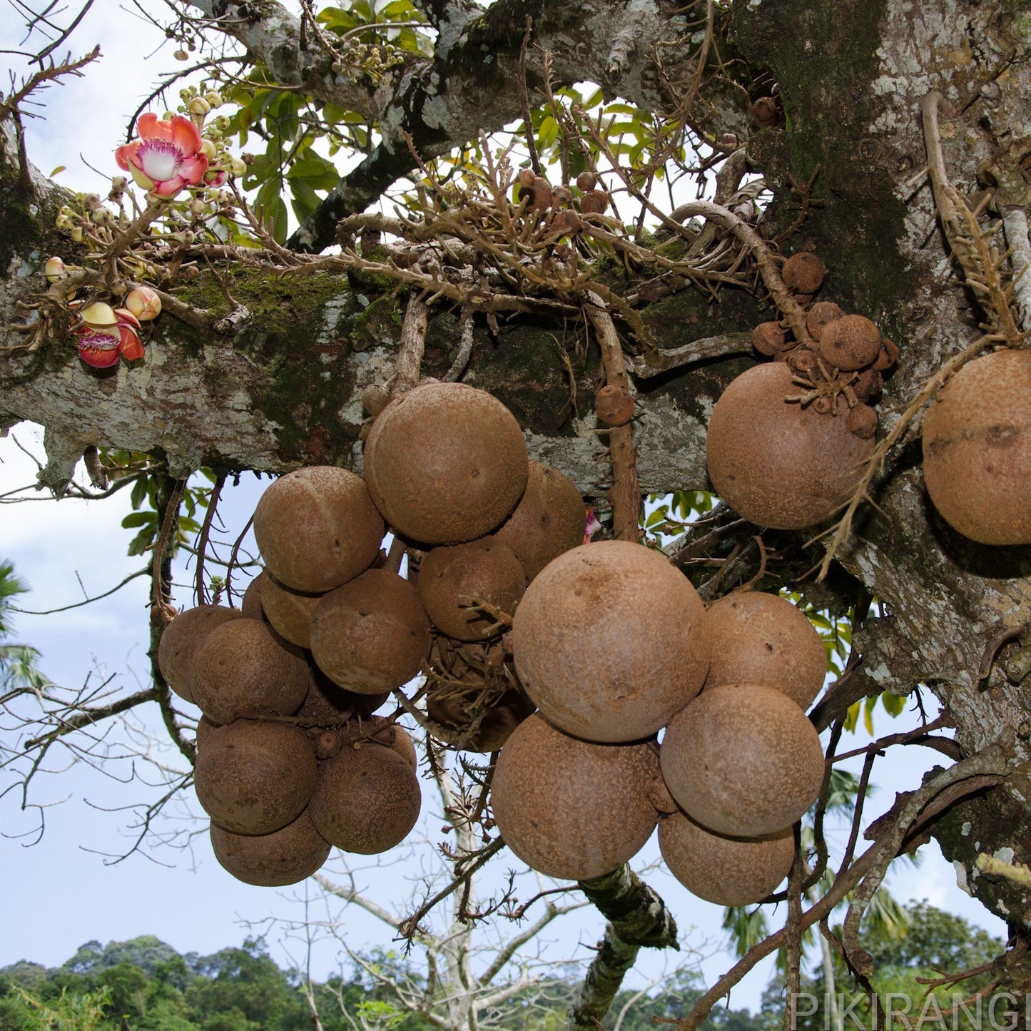 Couroupita guianensis (Cannonball Tree)