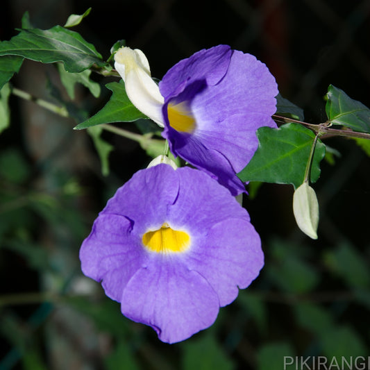 Thunbergia erecta