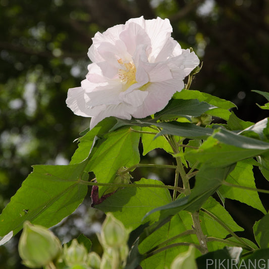 Hibiscus mutabilis (Confederate Rose)