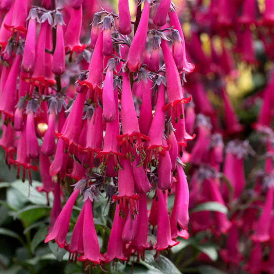 Phygelius capensis 'Deep Rose' (Cape Fuchsia)