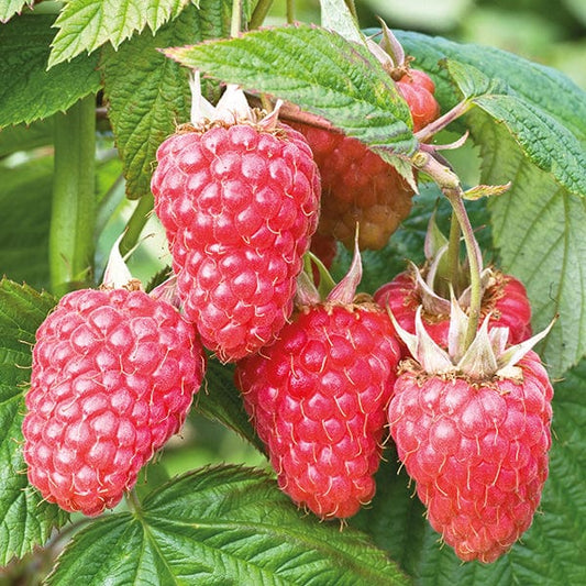 Rubus idaeus 'Tulameen' (Raspberry)