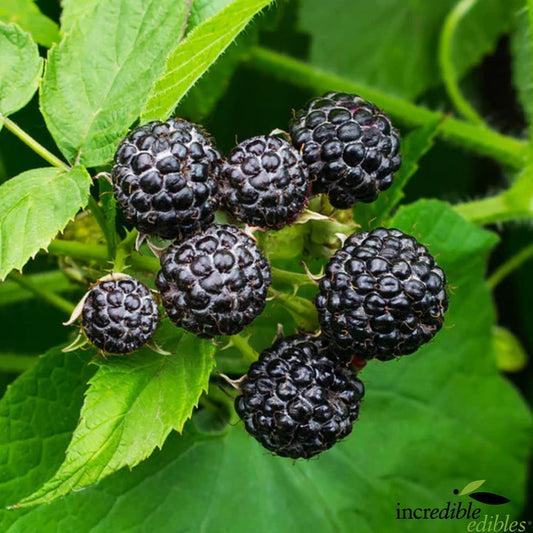 Rubus idaeus 'Ebony™' (Raspberry)