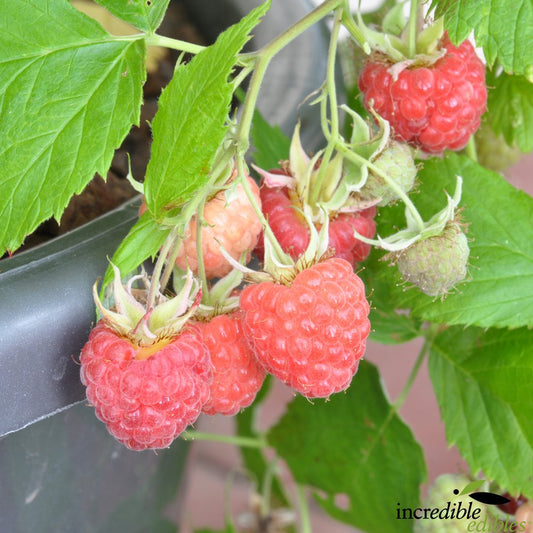 Rubus idaeus 'Mini-Me™' (Raspberry) PVR