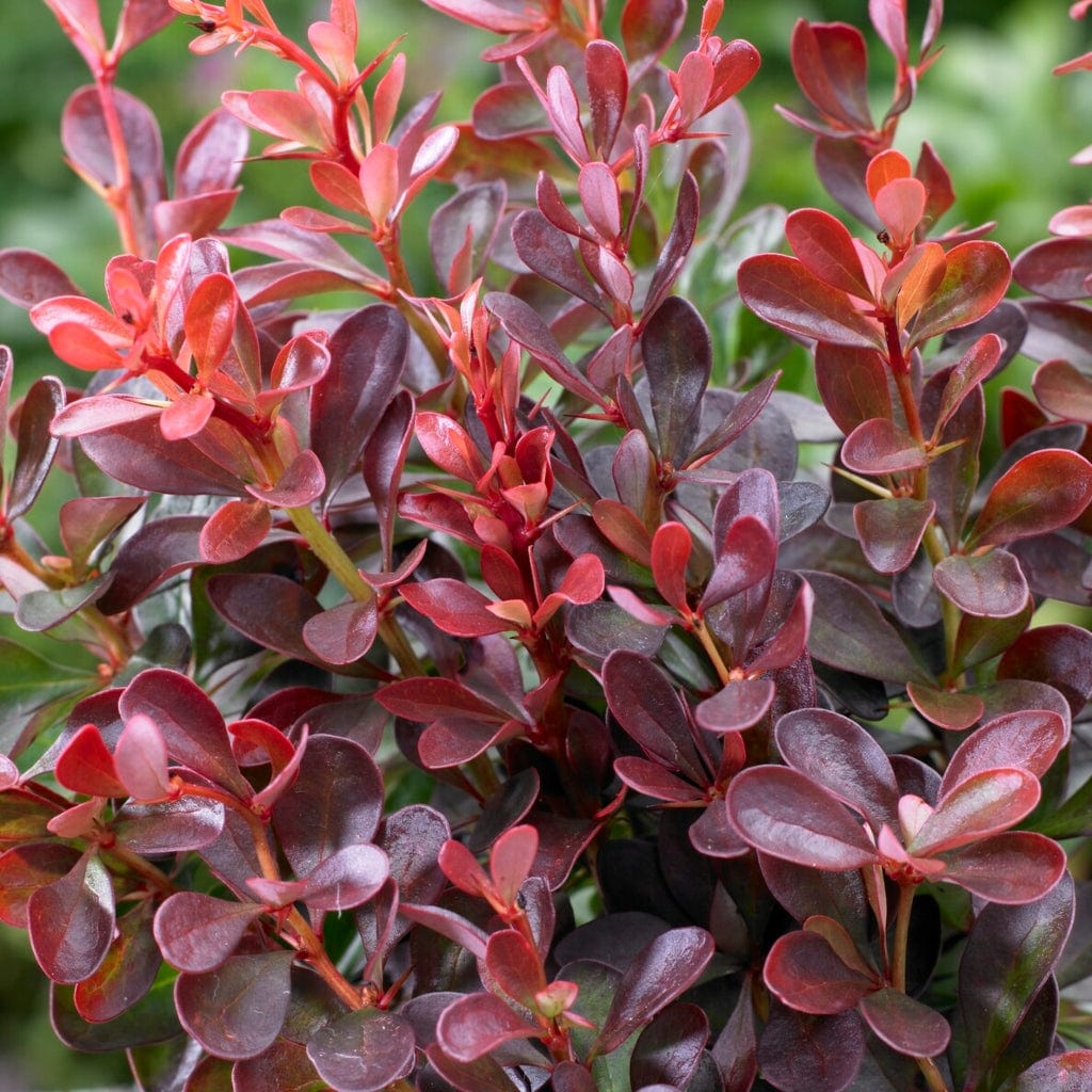 Berberis thunbergii 'Little Favourite' (Japanese Barberry)