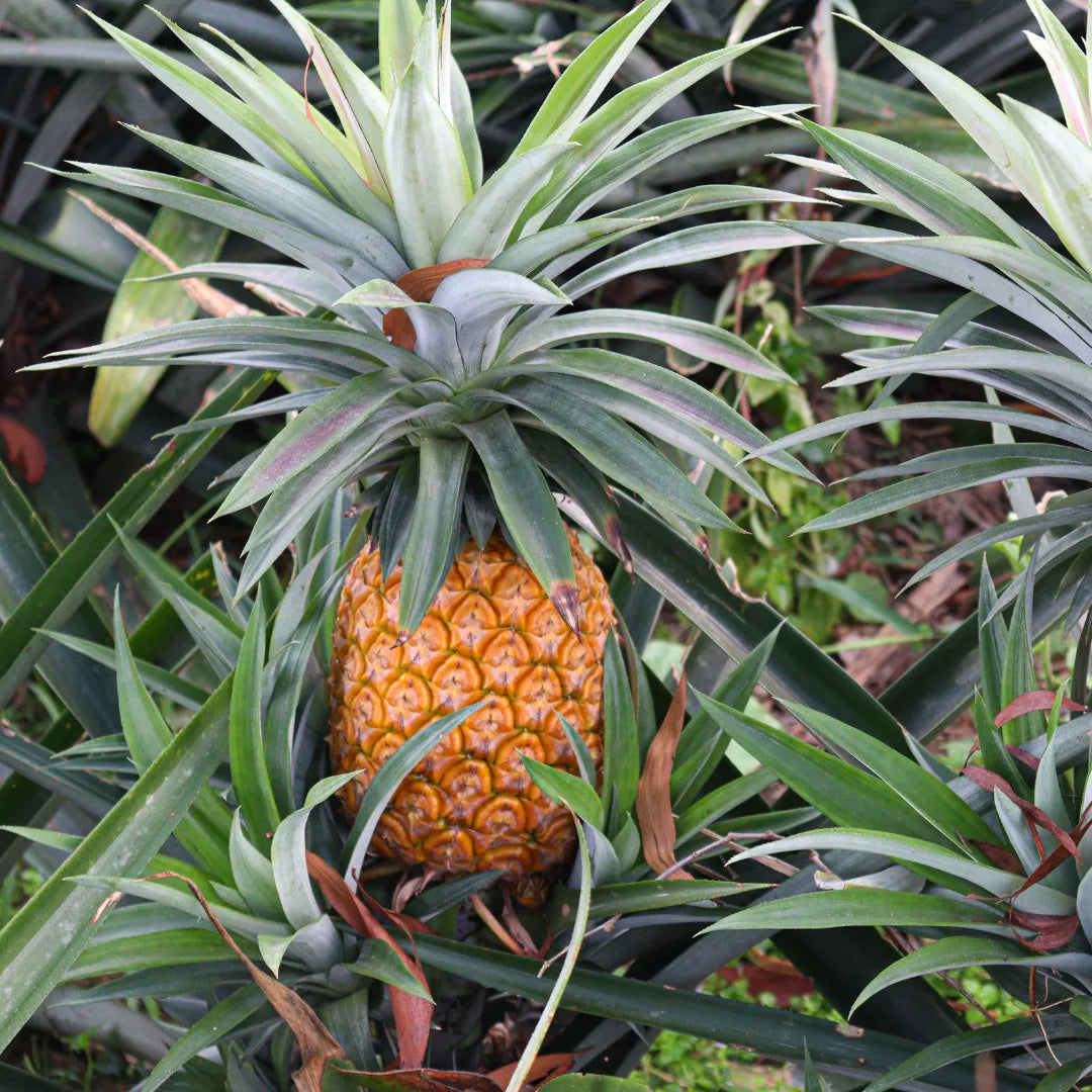 Ananas comosus (Pineapple)