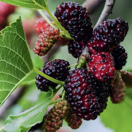 Morus nigra (Black Mulberry)