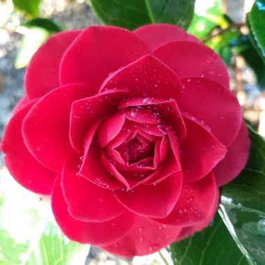 Camellia japonica 'Black Lace'