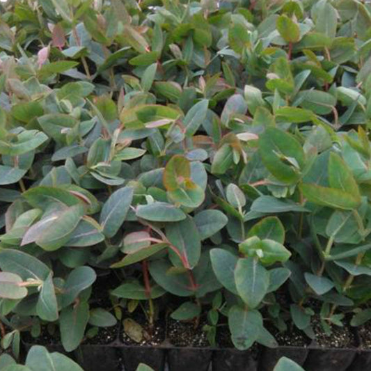 Eucalyptus nitens (Shining Gum)