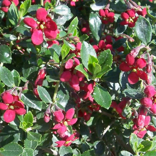 Escallonia nanus 'Red Dream'