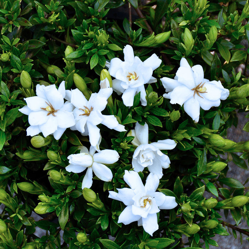 Gardenia jasminoides 'Radicans' (Cape Jasmine)