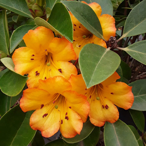 Rhododendron 'Haloed Gold' (Vireya)