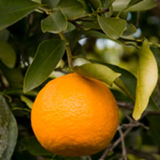 Citrus reticulata 'Kara' (Mandarin)