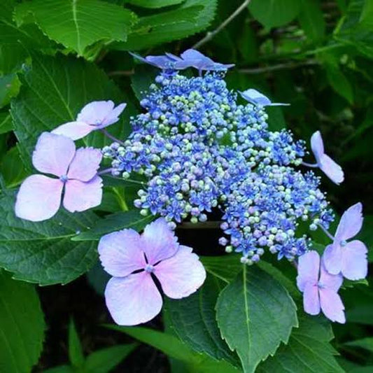 Hydrangea macrophylla 'Mariesii'