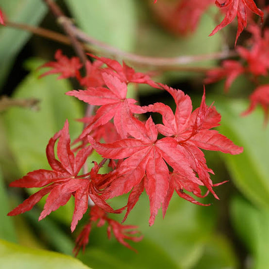 Acer palmatum 'Beni Komachi' (Japanese Maple)