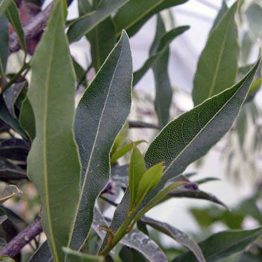 Laurus nobilis f. angustifolia (Willow-leaved Laurel)